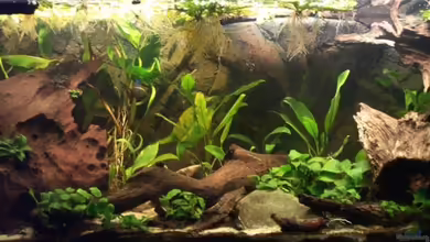 Kongo-Flussufer von Misanthrop