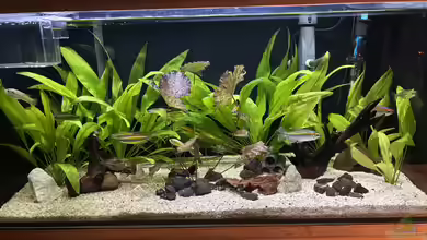 Kongo River ( 27.04.2026 aufgelöst) von herkla