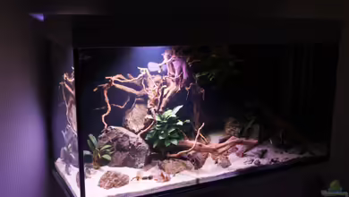 Kongo River von Mario Köppl