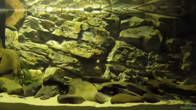 Kongo-Stromschnellen-Biotop / nur noch Beispiel von Misanthrop