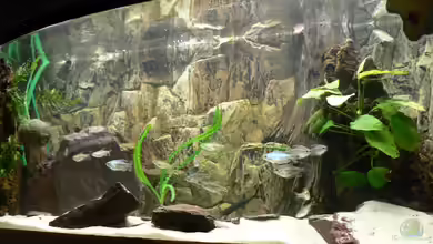 Kongo-Wildwasser von Philip Richter