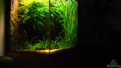 Kongofarnwald von derflo