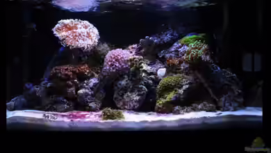 Koral karang von Julien Preuß