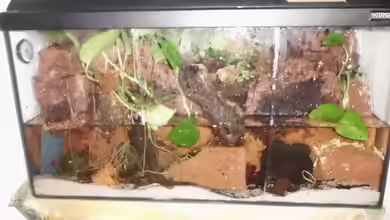 Krabben Aquaterra von Nils Müller