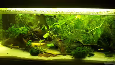 Krallenfrösche von JR