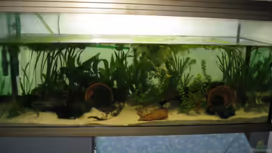 Krallenfrosch-Becken von Jenny