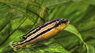 Krankheiten bei Malawibuntbarschen - Ursachen, Symptome, Behandlung und nachhaltige Prävention