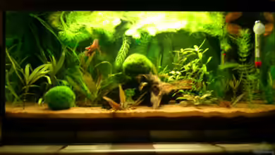 Krautsuppe alla Asia von Stephan Groß