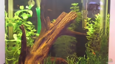 KREBS -- WG von Malawi TOM