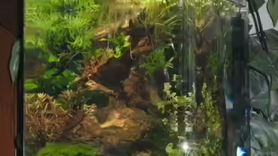 Krebs-Honeymoon Villa ( Bora-Bora ) von Sailfish