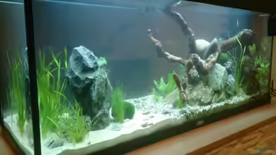 Krebse, Garnelen & Co von Plastikblume