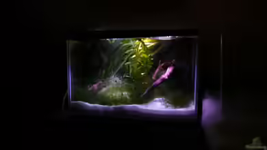 Krebse Aufzucht II von Cichlid Power