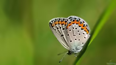 Kronwicken-Bläuling: Plebeius argyrognomon im Garten