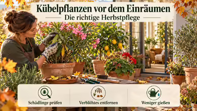 Kübelpflanzen vor dem Einräumen: Die richtige Herbstpflege