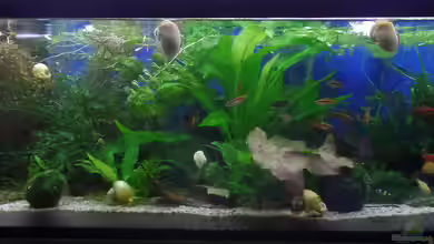 Küchenbecken von raubsau