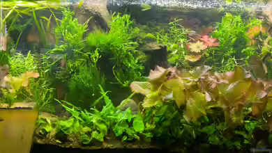 Küchenbecken von Lina L.