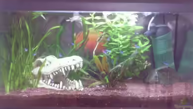 Kugelfische aufgelöst von ~Danny~