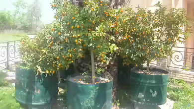 Kumquat im Garten pflanzen