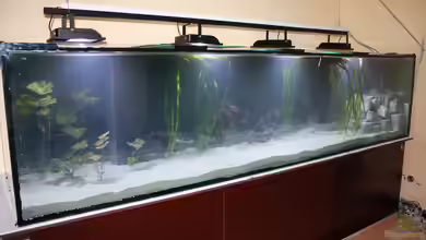 Kuno`s Traum von Fishers Friend