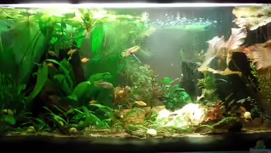 Kunterbunt von raubsau