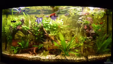 Kunterbuntes Gesellschaftsbecken Juwel Vision 260 von gbroker