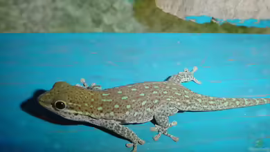 Kurzkopf-Taggecko - Phelsuma breviceps: Haltung, Lebensraum und Pflege im Terrarium