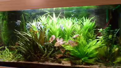 L-Design Bondo von Gabriela Iseli