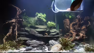 L46 im Gesellschaftsaquarium (nur noch Bsp) von Thomas De Vries