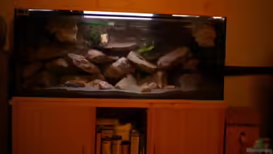 Labido´s Tank von Herki