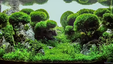 Lady Liquid von Fredo Fuss