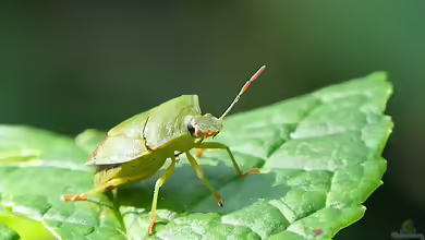 Lästig im Haus, nützlich in der Natur: Wanzen im ökologischen Kreislauf