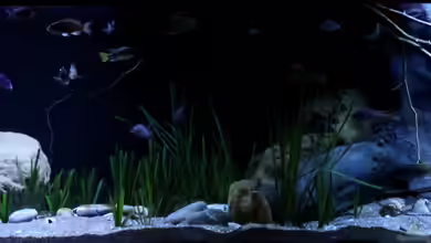 Lake Malawi 3.0 - Sandzone von Florian Bandhauer