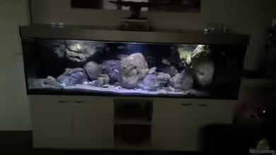 Lake Malawi Cichlids von Florian Bandhauer