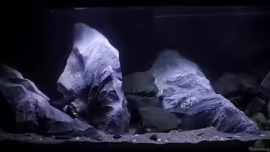 Lake Malawi von Jürgen Hubral