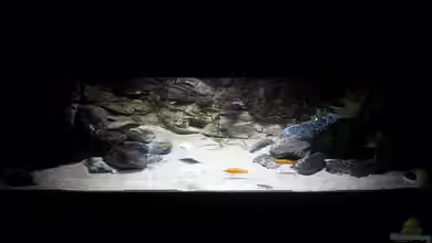 Lake Tanganyika (Rock zone) von Bitman