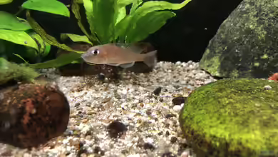 Lamprologus kungweensis-Zucht-Beck.AUFGELÖST von Helga Kury