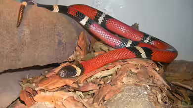 Lampropeltis triangulum sinaloae im Terrarium halten