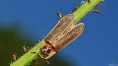 Lampyris noctiluca im Garten