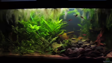 Land Of The Rising Sun von Locke1992