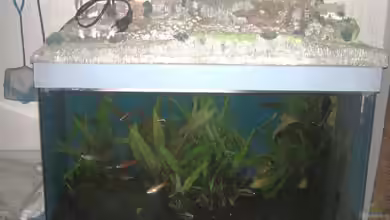 Landschaftsaquarium von DerNürnberger