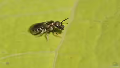 Lasioglossum nitidulum im Garten