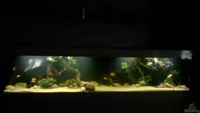 Latin Dream von Dreamworker