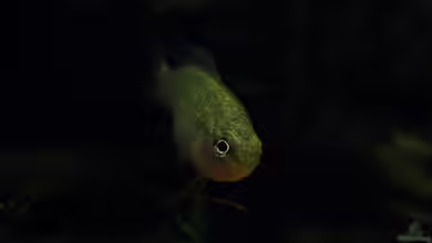 Lavafälle von bergfrau