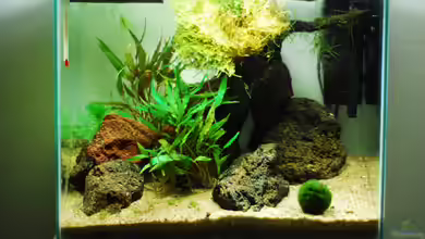 Lavanano von TimTamTellerlein