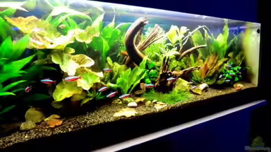 "Leben an der Wurzel" von Wilhelm Posawatz