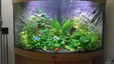 Lebendgebärende von Jörg Burmeister