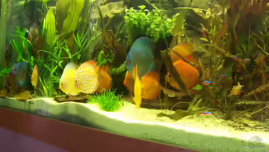 Lebendiges Bild von Silke