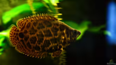 Leopard Buschfisch Becken von Der Buschfisch