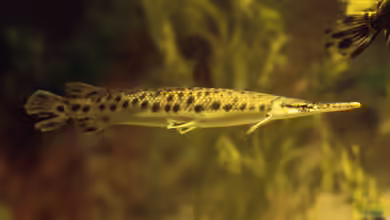 Lepisosteus im Aquarium halten