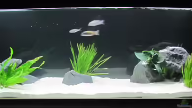 Lethrinops Raumteiler von Mazdeur